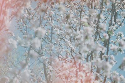 Full frame shot of cherry blossom tree