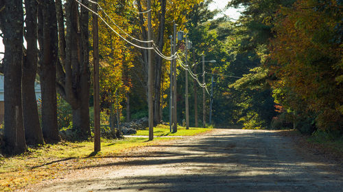 Road amidst trees in forest during autumn