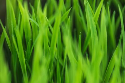 Full frame shot of plants growing on field