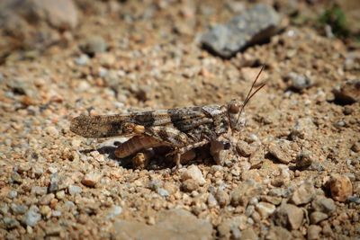 Close-up of insect on rock