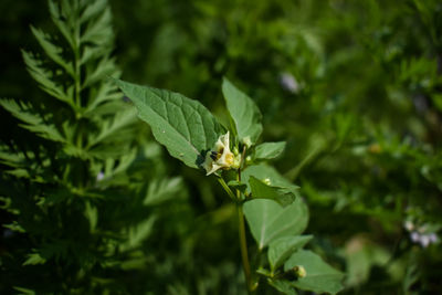 Close-up of fresh green leaves and wild flower.