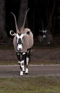 Gemsbok, gemsbuck or south african oryx gazella is a large antelope from southern africa.