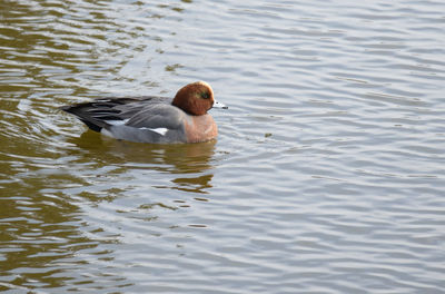 High angle view of duck swimming in lake