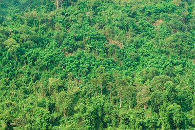 High angle view of trees in forest