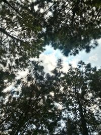 Low angle view of trees against sky