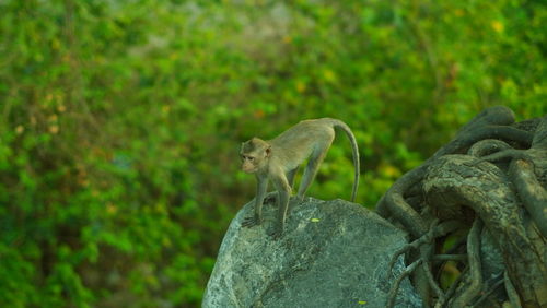 Monkey on rock