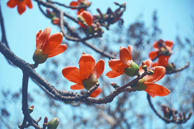 Low angle view of orange flowering plant