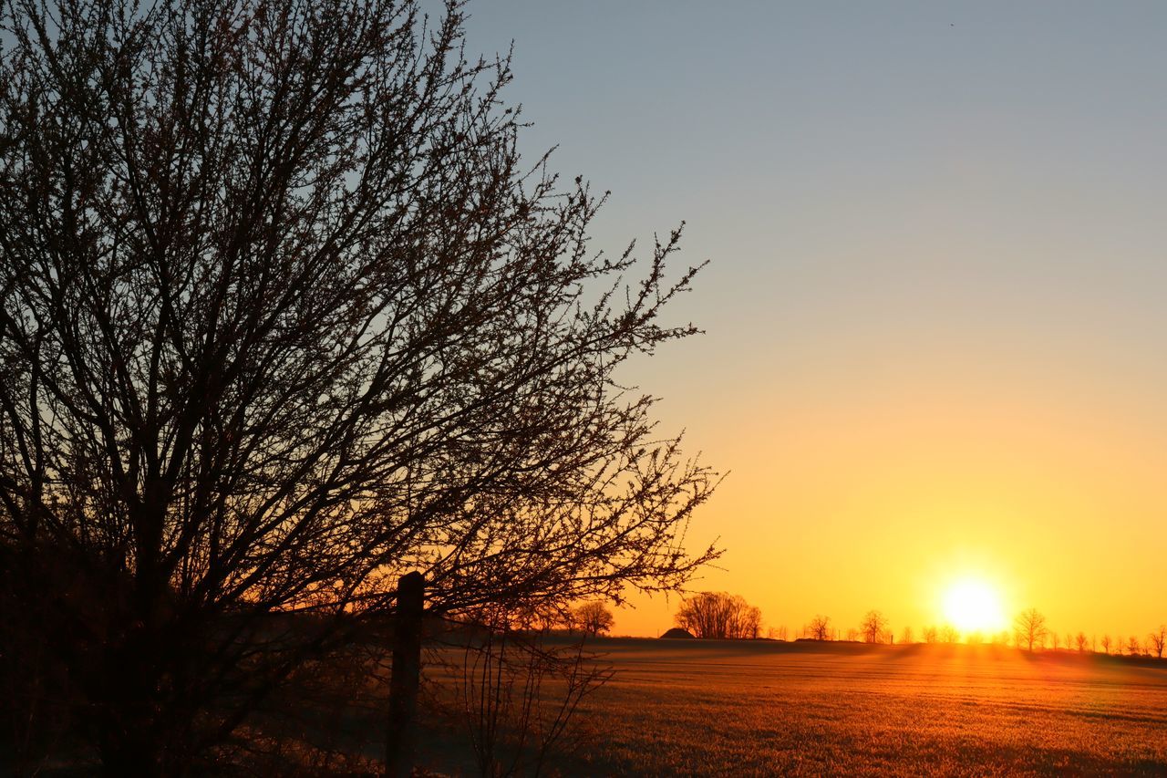 SILHOUETTE TREES ON FIELD AGAINST SKY DURING SUNSET