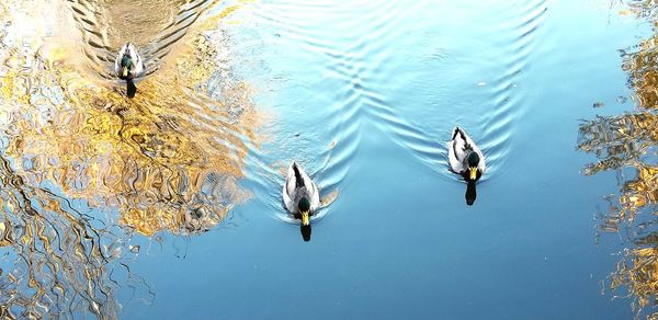 High angle view of birds swimming in lake