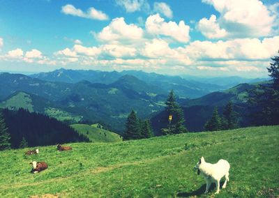 Sheep grazing on grassy field