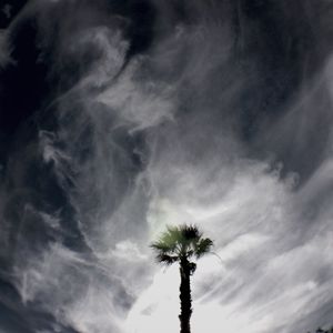 Low angle view of palm trees against cloudy sky