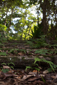 Surface level of leaves on tree trunk in forest