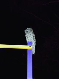 Close-up of bird perching on a wall