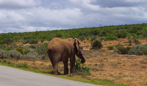 Elephant in a field