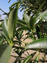 Low angle view of tree