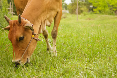 Horse grazing in field