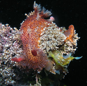 Close-up of fish swimming in sea