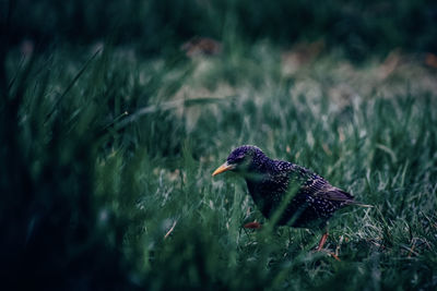 Bird perching on a field