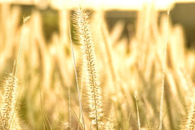 Close-up of stalks in field