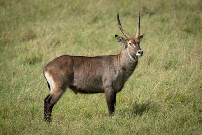 Portrait of deer standing on grass