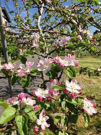 Pink flowers blooming on tree