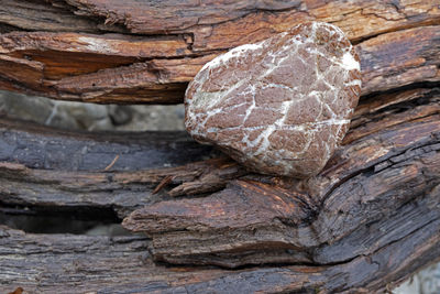 Close-up of wood on rock