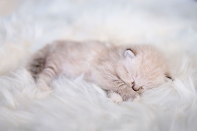Close-up of cat resting