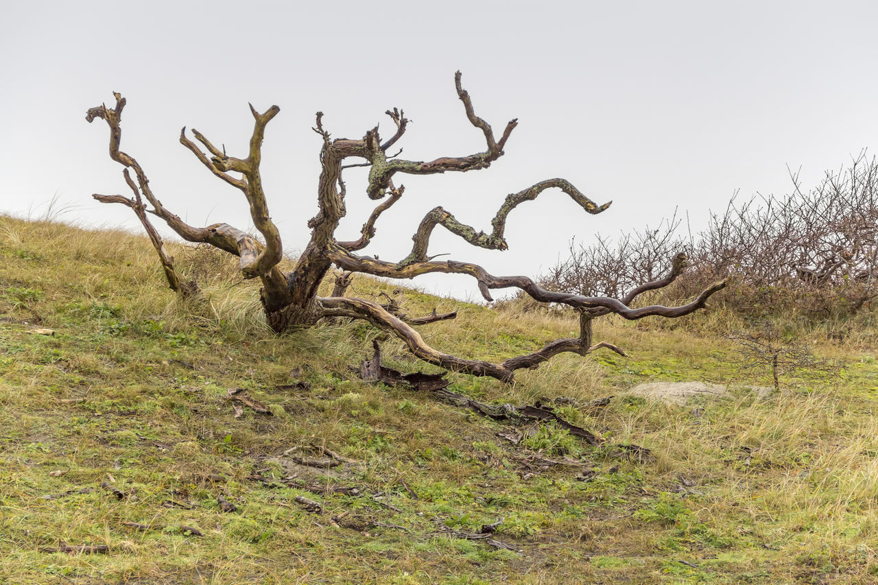 BARE TREE ON FIELD AGAINST SKY