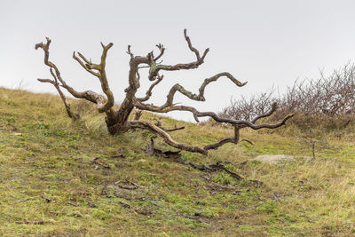 Bare tree on field against clear sky