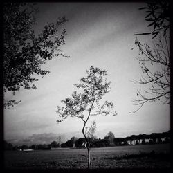 Bare trees on landscape