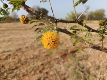 Close-up of yellow flowering plant on field