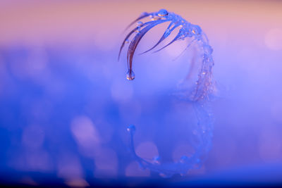 Close-up of water drops on blue glass