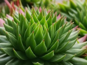 Close-up of succulent plant