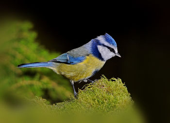 Close-up of bird perching on leaf