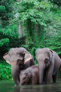 View of elephant in water