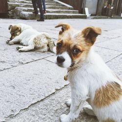 Portrait of dog lying on footpath