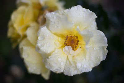 Close-up of raindrops on white flower