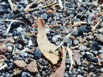 High angle view of pebbles on ground