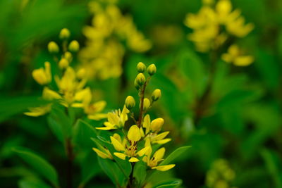 Close-up of yellow flowering plant
