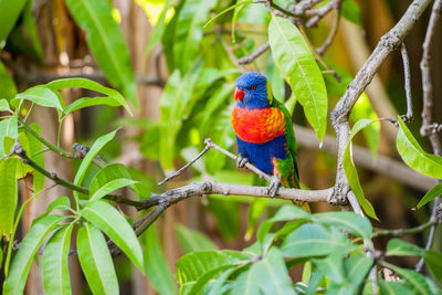 View of parrot perching on branch