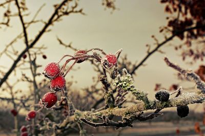 Close-up of red berries on branch