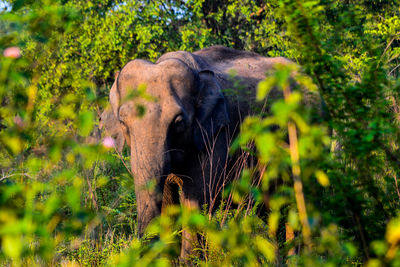 Elephant in a forest