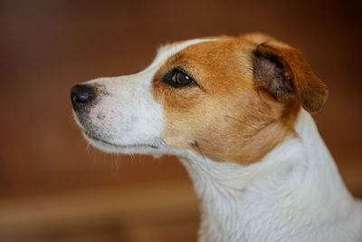 Dog jack russell terrier close-up