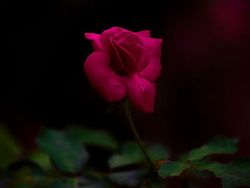 Close-up of red flower