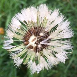 Close-up of white dandelion