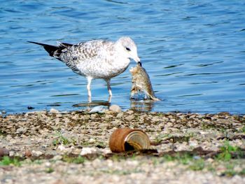 Close-up of seagull perching by sea