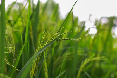 Close-up of crops growing on field