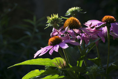 Close-up of purple flowers blooming outdoors