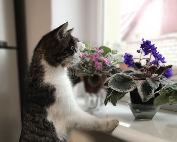 Close-up of cat by flower vase on table at home