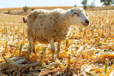 Pretty sheep eating corn . portrait of cute farm animal